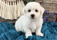 Terrence, a male Bichon Frise for sale in Shipshewana, IN – 3 of 6