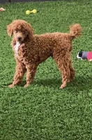 Eagon, a male Cavalier King Charles Spaniel and Poodle - Miniature  for sale in Shipshewana, IN – Photo 5 of 6