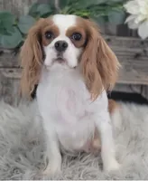 Eagon, a male Cavalier King Charles Spaniel and Poodle - Miniature  for sale in Shipshewana, IN – Photo 6 of 6