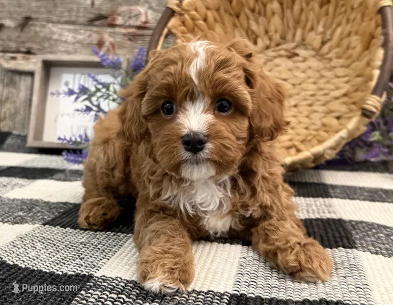 Eagon, a male Cavalier King Charles Spaniel and Poodle - Miniature  for sale in Shipshewana, IN – Photo 1 of 6