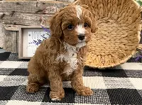 Eagon, a male Cavalier King Charles Spaniel and Poodle - Miniature  for sale in Shipshewana, IN – Photo 2 of 6
