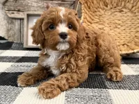 Eagon, a male Cavalier King Charles Spaniel and Poodle - Miniature  for sale in Shipshewana, IN – Photo 4 of 6
