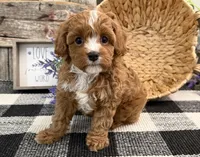 Eagon, a male Cavalier King Charles Spaniel and Poodle - Miniature  for sale in Shipshewana, IN – Photo 3 of 6