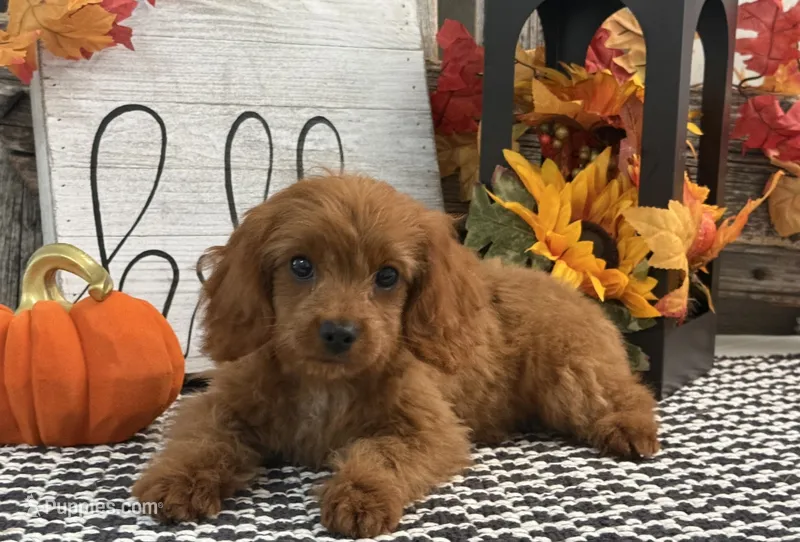 Komet – Cavalier King Charles Spaniel, Poodle - Toy  puppy for sale in Shipshewana, IN