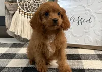 Komet, a male Cavalier King Charles Spaniel and Poodle - Toy  for sale in Shipshewana, IN – 3 of 6