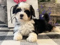 Holly, a female Havanese for sale in Shipshewana, IN – 4 of 6