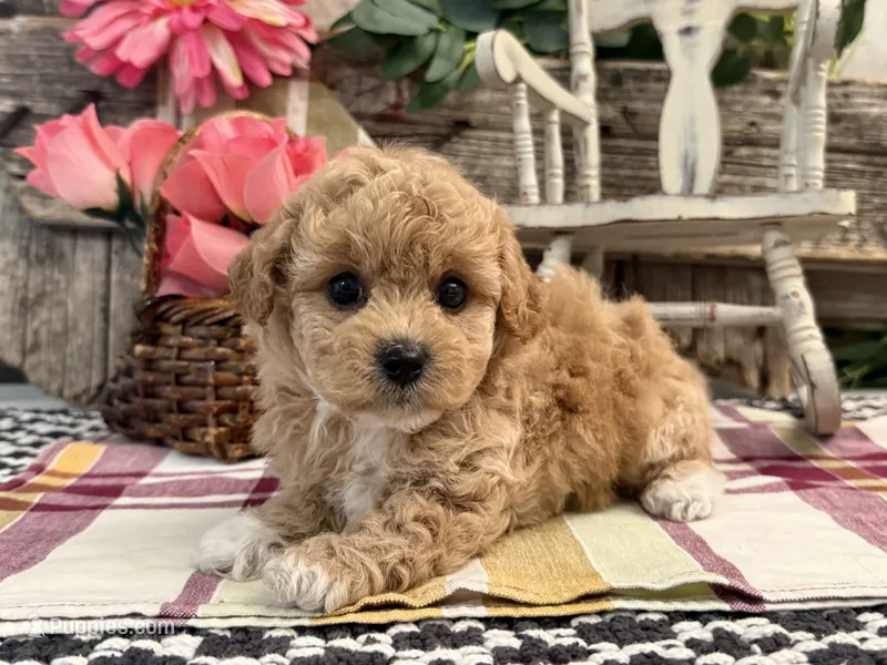 Evalina – Bichon Frise, Poodle - Toy  puppy for sale in Shipshewana, IN
