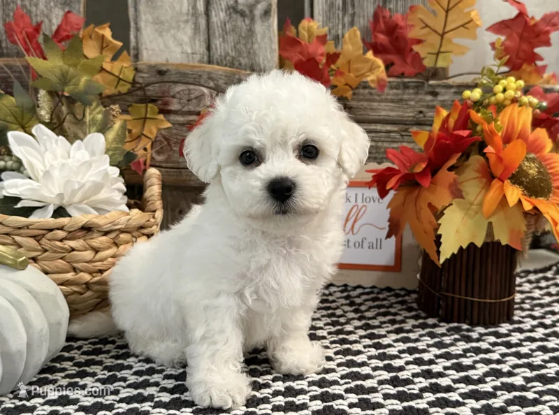 Sheely – Bichon Frise puppy for sale in Shipshewana, IN