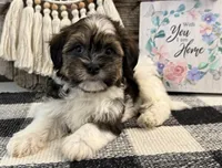 Forrester, a male Havanese for sale in Shipshewana, IN – 3 of 6