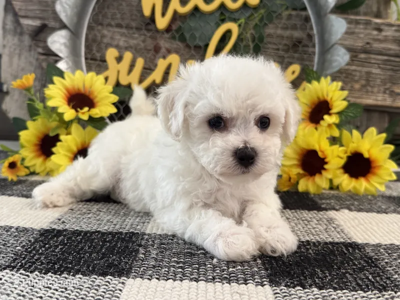 Theodore – Bichon Frise puppy for sale in Shipshewana, IN