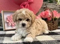 Galena, a female Bichon Frise and Poodle - Toy  for sale in Shipshewana, IN – 1 of 6