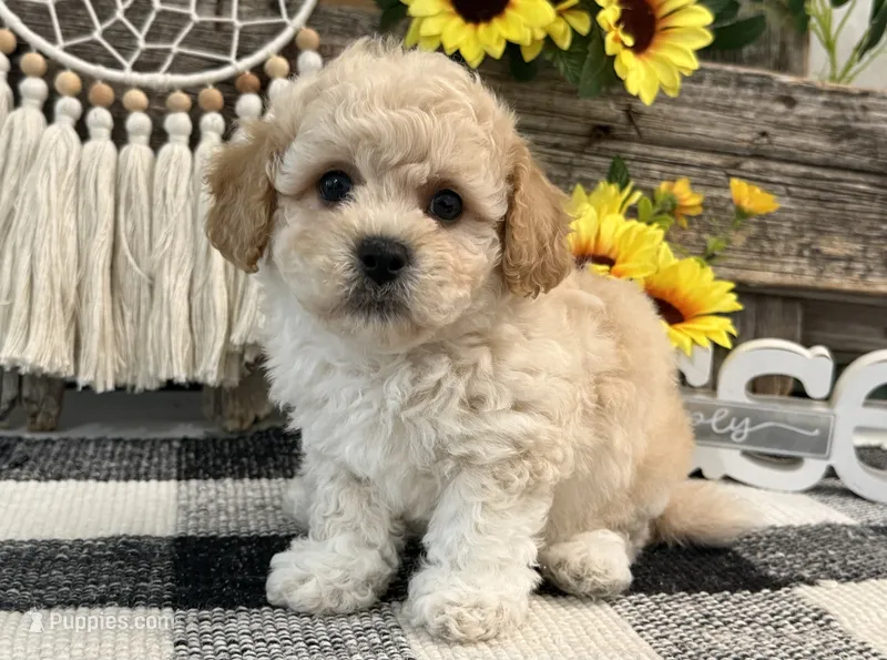 Grady – Bichon Frise, Poodle - Toy  puppy for sale in Shipshewana, IN