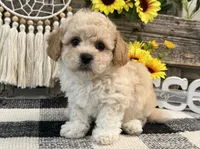 Grady, a male Bichon Frise and Poodle - Toy  for sale in Shipshewana, IN – 1 of 6