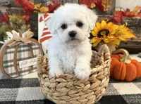 Blair, a female Bichon Frise for sale in Shipshewana, IN – 1 of 6