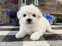 Thatcher, a male Bichon Frise for sale in Shipshewana, IN – 2 of 6