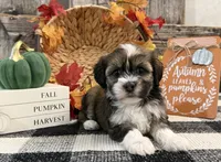 Ruffles, a female Havanese for sale in Shipshewana, IN – 4 of 6