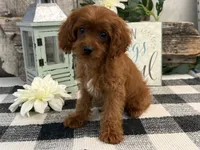 Kullin, a male Cavalier King Charles Spaniel and Poodle - Toy  for sale in Shipshewana, IN – 3 of 6