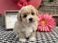 Emerald, a female Bichon Frise and Poodle - Toy  for sale in Shipshewana, IN – 2 of 6