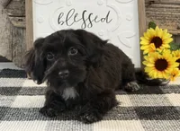 Bronson, a male Havanese and Poodle - Miniature  for sale in Shipshewana, IN – 2 of 6