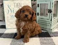 Komet, a male Cavalier King Charles Spaniel and Poodle - Toy  for sale in Shipshewana, IN – 3 of 6