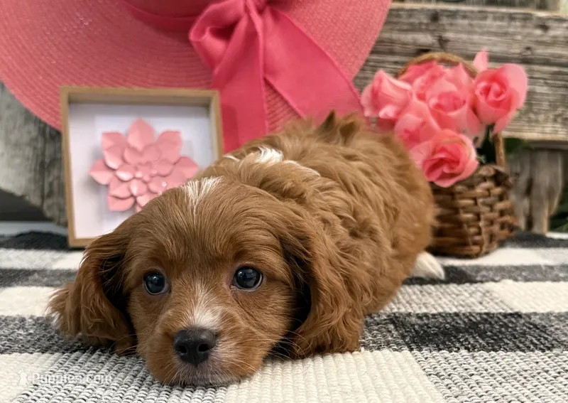Portland – Cavalier King Charles Spaniel, Poodle - Toy  puppy for sale in Shipshewana, IN