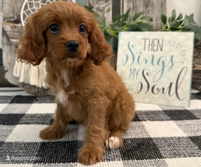 Nala – Cavalier King Charles Spaniel, Poodle - Miniature  puppy for sale in Shipshewana, IN