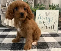 Nala, a female Cavalier King Charles Spaniel and Poodle - Miniature  for sale in Shipshewana, IN – 1 of 6