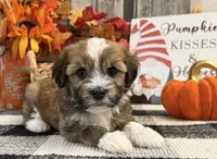 Rafe, a male Havanese for sale in Shipshewana, IN – 3 of 6
