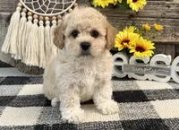 Grady, a male Bichon Frise and Poodle - Toy  for sale in Shipshewana, IN – 2 of 6