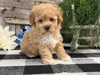 Matrix, a male Havapoo for sale in Shipshewana, IN – Photo 2 of 6