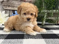 Matrix, a male Havapoo for sale in Shipshewana, IN – Photo 4 of 6