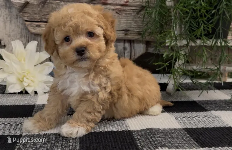 Matrix – Havapoo puppy for sale in Shipshewana, IN