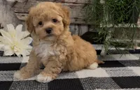 Matrix, a male Havapoo for sale in Shipshewana, IN – Photo 1 of 6