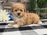 Matrix, a male Havapoo for sale in Shipshewana, IN – Photo 3 of 6