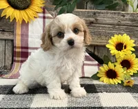 Delight, a female Bichon Frise and Cavalier King Charles Spaniel for sale in Shipshewana, IN – 4 of 6