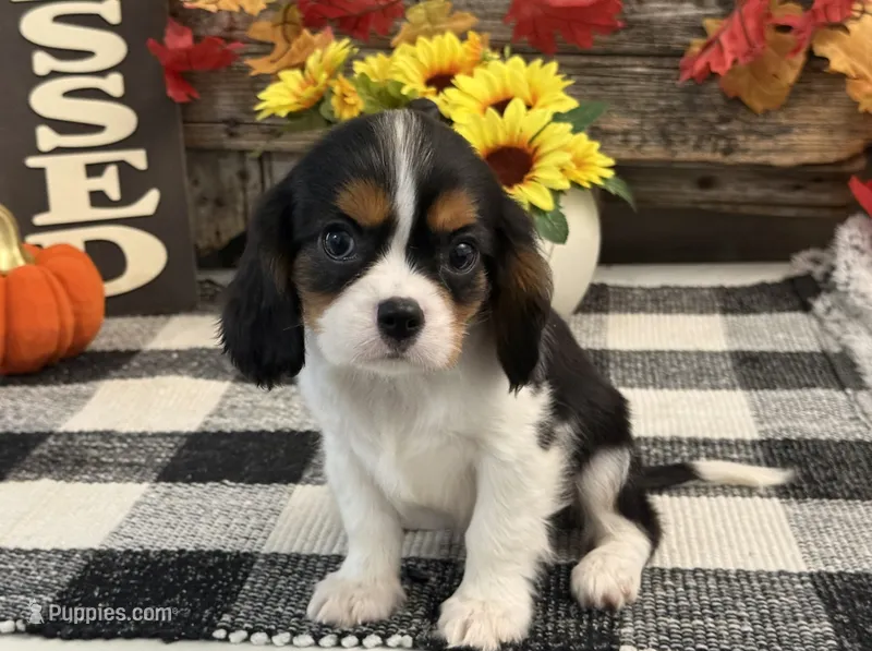 Julian – Cavalier King Charles Spaniel puppy for sale in Shipshewana, IN