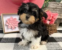 Leslie, a female Havanese and Poodle - Toy  for sale in Shipshewana, IN – 4 of 6