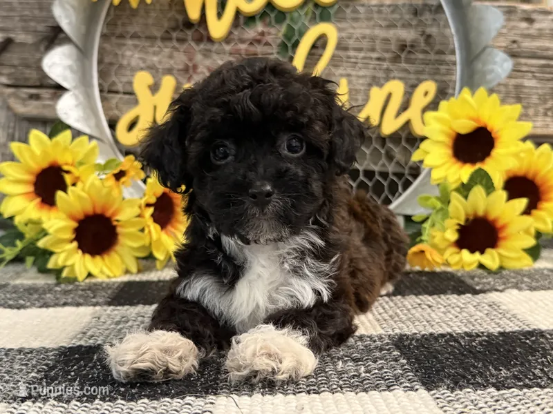Leo  – Havanese, Poodle - Toy  puppy for sale in Shipshewana, IN