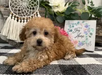 Burgundy, a female Havanese and Poodle - Miniature  for sale in Shipshewana, IN – 5 of 7