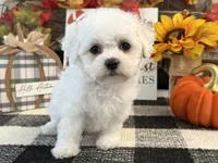 Blair, a female Bichon Frise for sale in Shipshewana, IN – 2 of 6