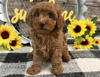 Bolt, a male Poodle - Toy  for sale in Shipshewana, IN – 4 of 6