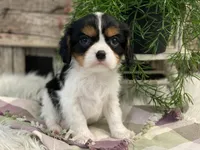 Harrison, a male Cavalier King Charles Spaniel for sale in Shipshewana, IN – Photo 1 of 4