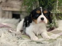 Harrison, a male Cavalier King Charles Spaniel for sale in Shipshewana, IN – Photo 3 of 4