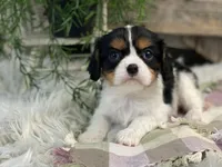 Harrison, a male Cavalier King Charles Spaniel for sale in Shipshewana, IN – Photo 2 of 4