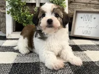 Raider, a male Havanese for sale in Shipshewana, IN – 2 of 6