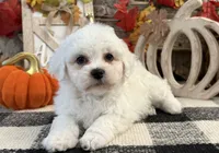 Barron, a male Bichon Frise for sale in Shipshewana, IN – 3 of 6