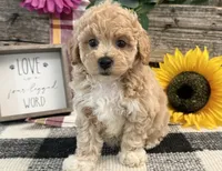 Veda, a female Bichon Frise and Poodle - Toy  for sale in Shipshewana, IN – 4 of 6