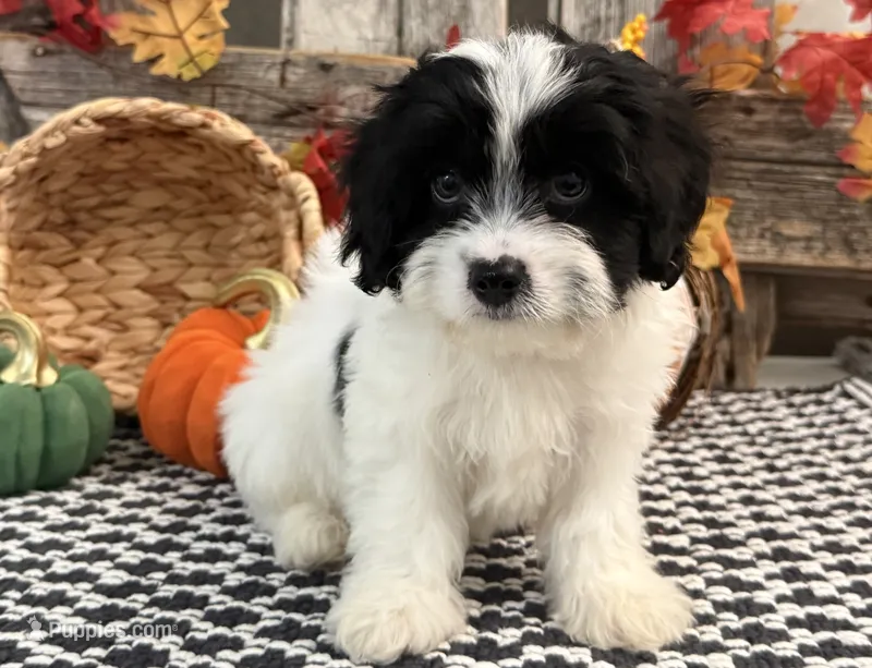 Niles – Bichon Frise, Cavalier King Charles Spaniel puppy for sale in Shipshewana, IN
