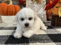 Dorian, a male Bichon Frise for sale in Shipshewana, IN – 3 of 6