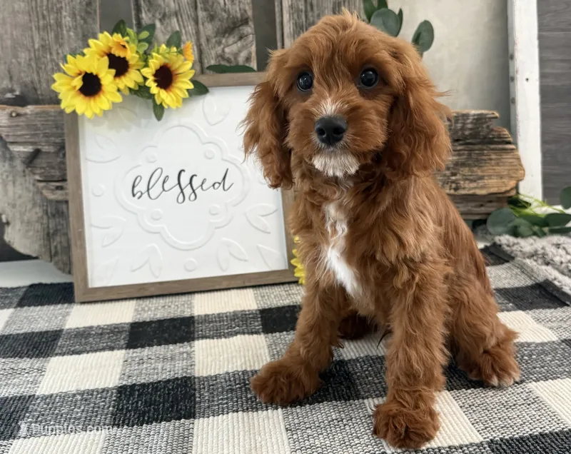 Neiman – Cavalier King Charles Spaniel, Poodle - Miniature  puppy for sale in Shipshewana, IN